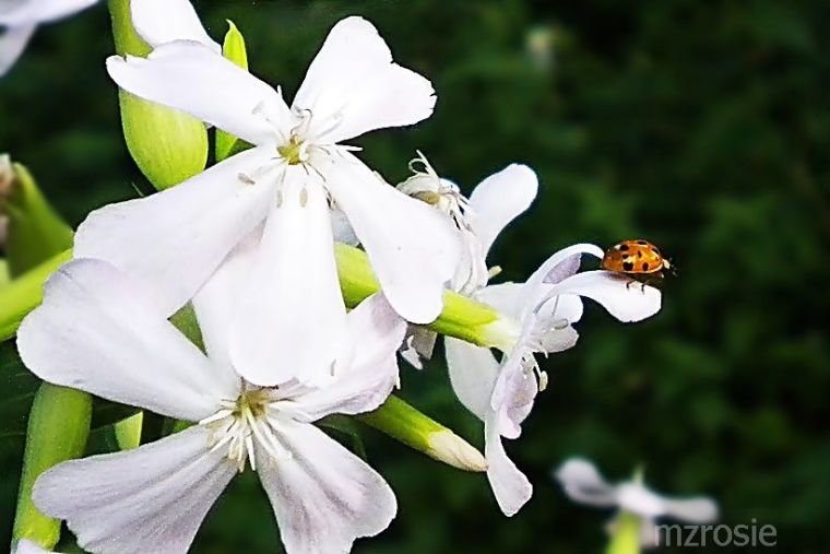 Soapwort Flowers and Ladybugs