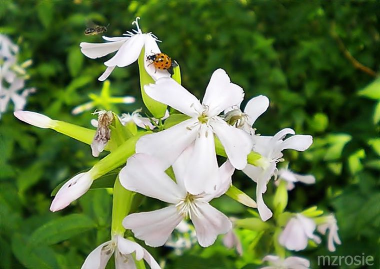 soapwort, ladybug and bee