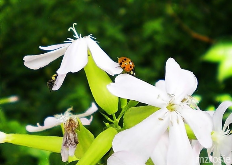 soapwort, ladybug and bee