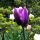 Purple Tulips for Prince